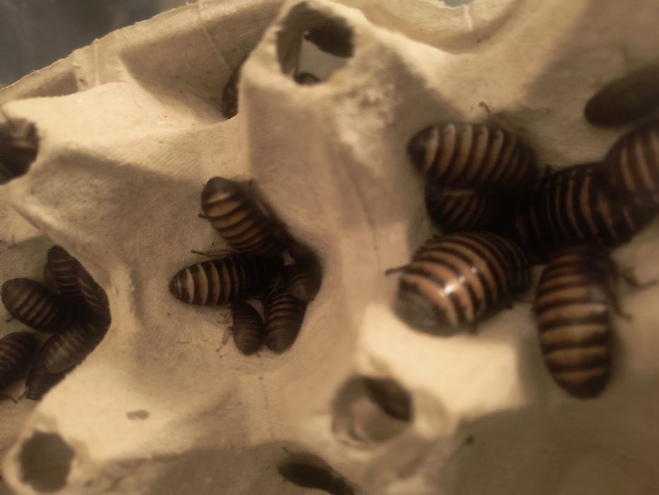 Karaczan Madagaskarski 500 szt wylęg