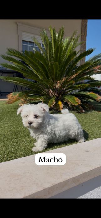 Bichon maltês macho