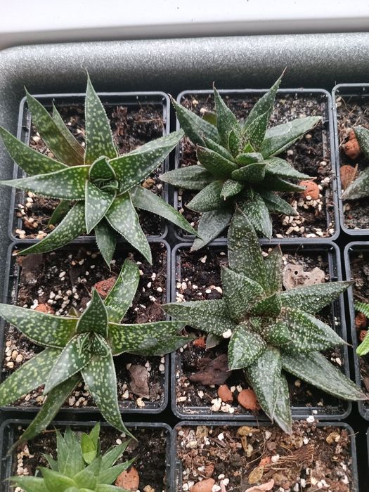 Кімнатні рослини, Сукуленти, Розпродаж