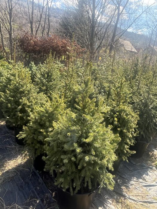 Świerk Serbski donica 150-250cm