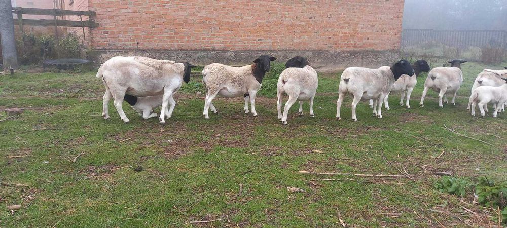 Продам вівці ДОРПЕР