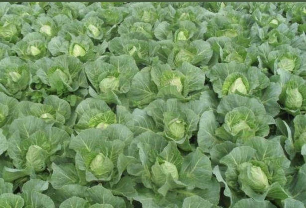 Młoda kapusta i kalafiory od Rolnika