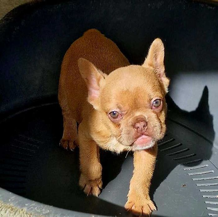 Bulldog francês Fêmea cor Isabella