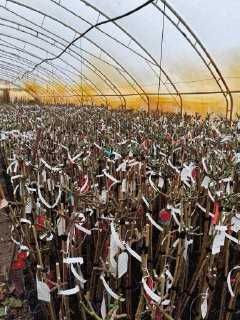 Róża Pienna doniczka 5L