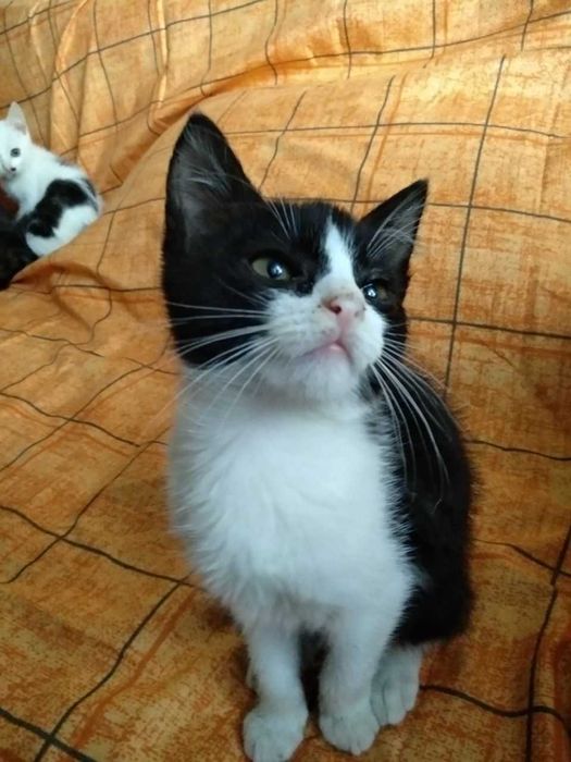 Кошенята в добрі руки