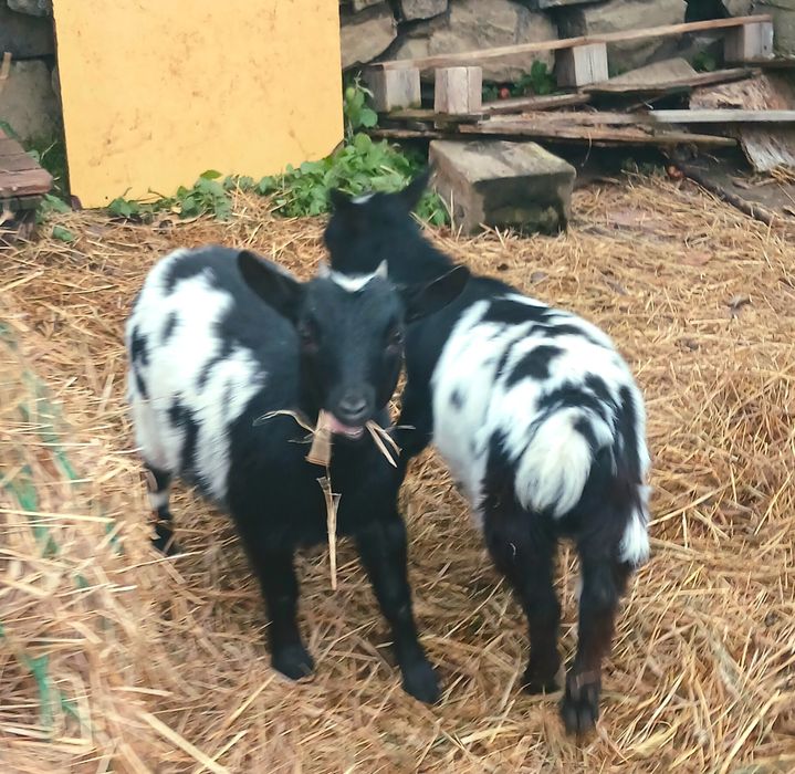 Камерунські кози. Голландській гном. Міні кози 4 місяці