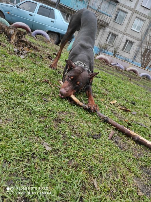 На вязку приглашает молодой кобель породы Доберман