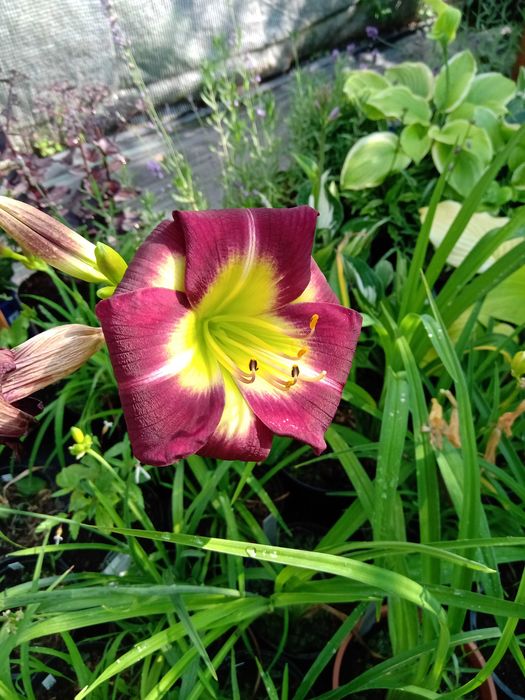 Funkie i inne rośliny ozdobne