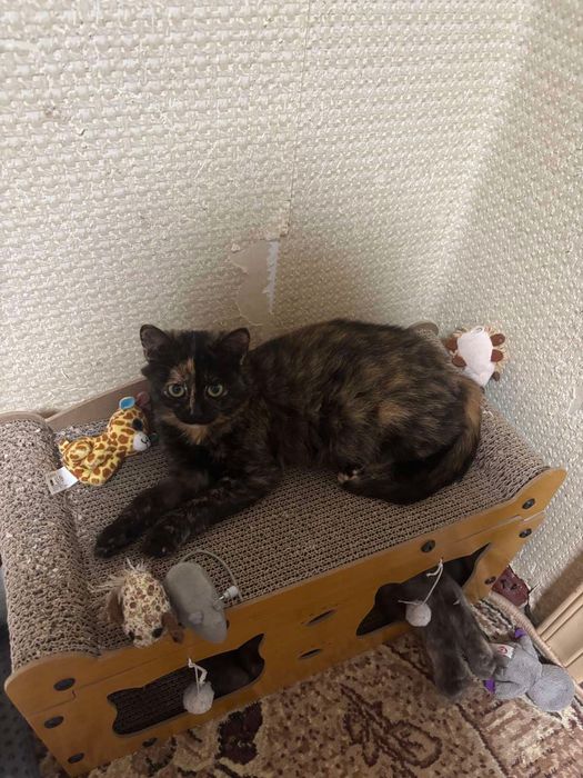 Кішечка звати Найда