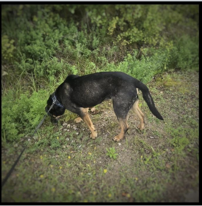 Baki - pies w typie amstaffa do adopcji