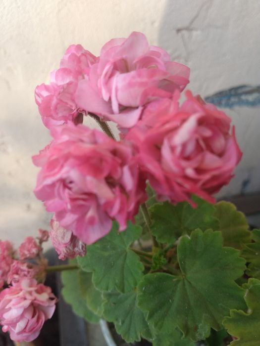 Герань, пеларгония, калачик