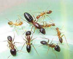 Рідкісні Camponotus pseudoirritans – купити з фермою в Україні 600грн