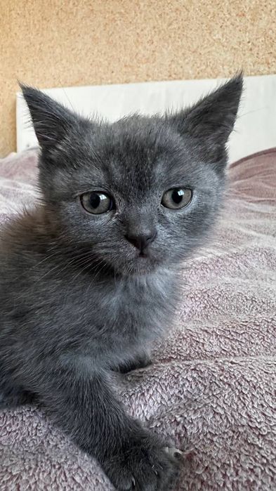 Шотландські прямовухі кошенята