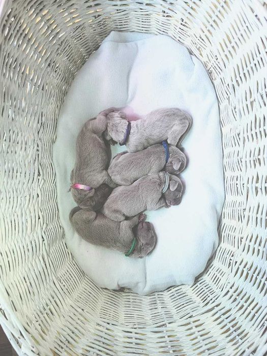 Wyżeł weimarski - samiec- Domowa Hodowla fci,zkwp