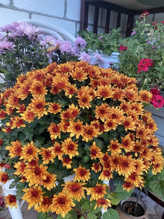 Маточні кущі хризантем мультифлора