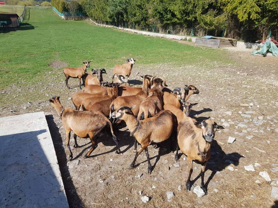 Barany i owce kamerunskie