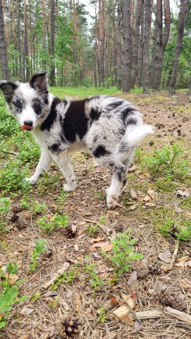 Border Collie suczka blue merle