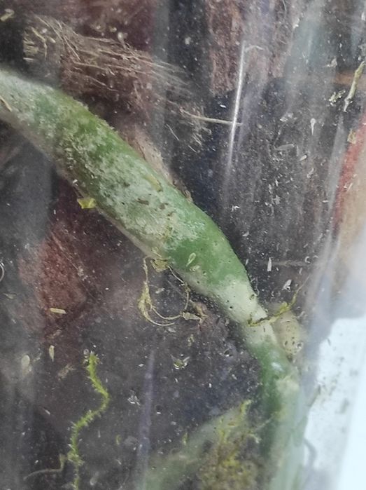 Орхідея фаленопсис орхидея фаленопсис