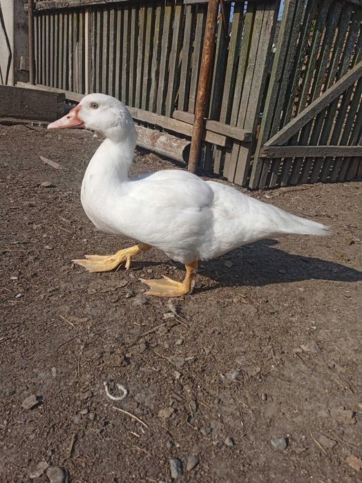 Продам сім'ями або окремо різний молодняк мускусних качок