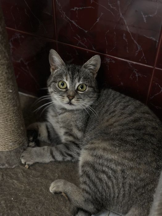 Кішка Наомі шукає новий дім