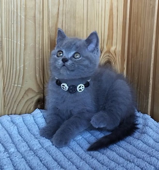 шотландські котики