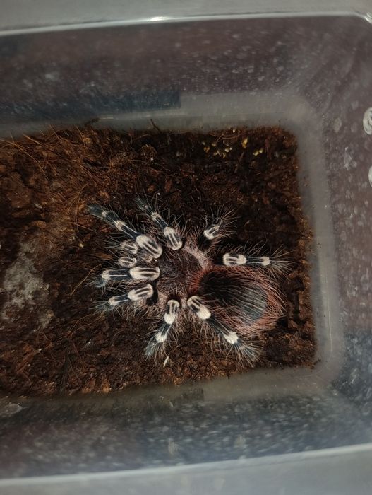 Geniculata, białokolanowy