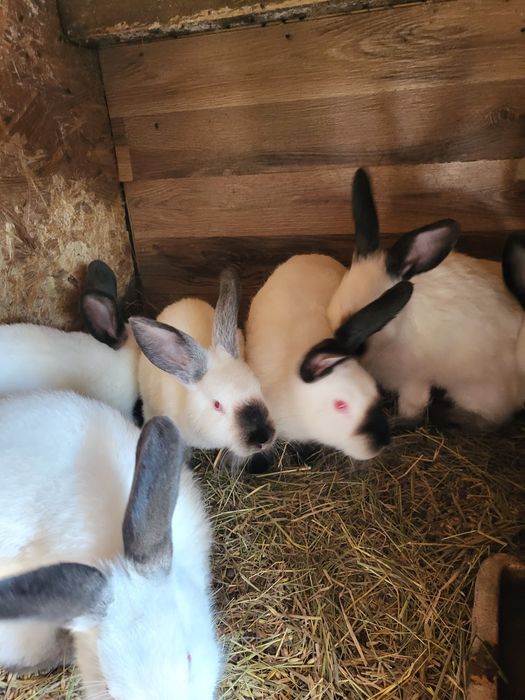 Króliki kalifornijskie burgundy barany francuskie srokacze i mieszańce