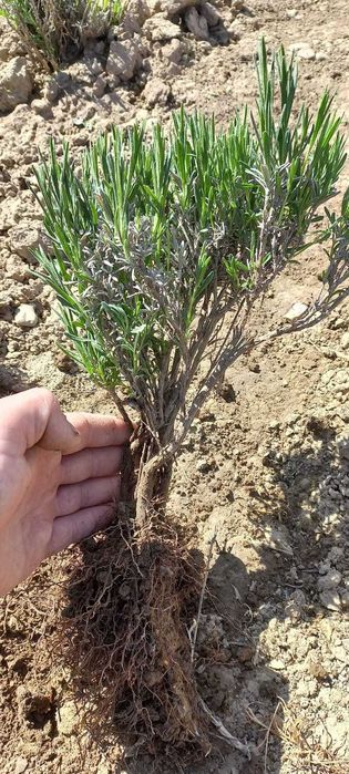 Кущі лаванди Лаванда саджанці