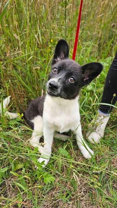 Żabka- do adopcji