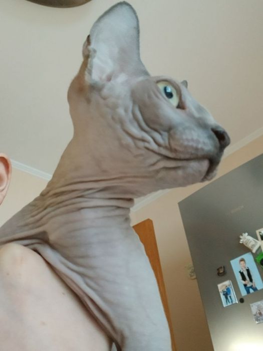 Продамо кошеня, Сфінкс, 6 місяців! Котенок сфинкс