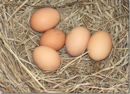 Ovos biológicos - Campo