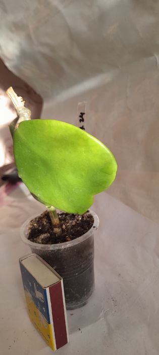 Хойя Керри продам