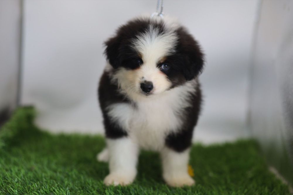 Pastor americano miniatura (mini aussie )
