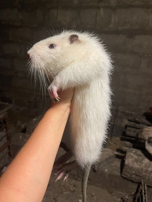 Молодняк  на племя Кринички