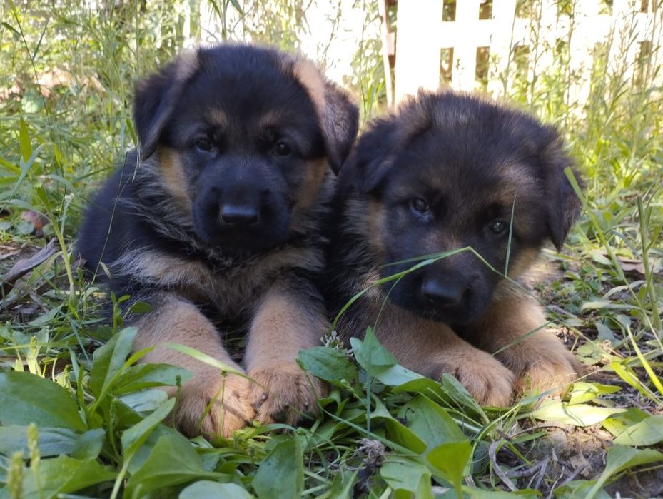 Cachorro Pastor Alemão.