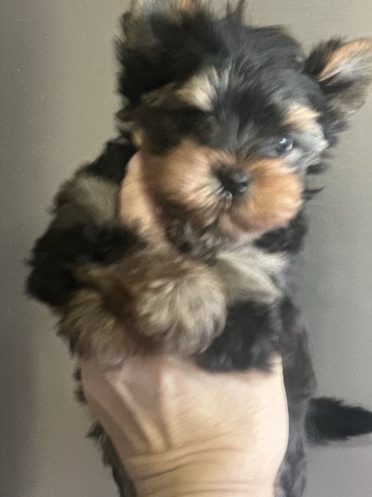 Міні красотун йорчик