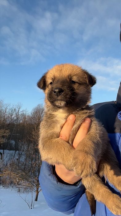 Oddam pieski w dobre ręce