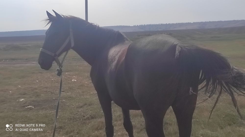 Продаеться кобыла