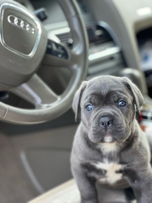 Cane corso щеночки