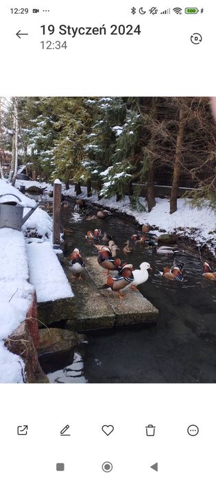 Jaja lęgowe dzikiej kaczki krzyżówki