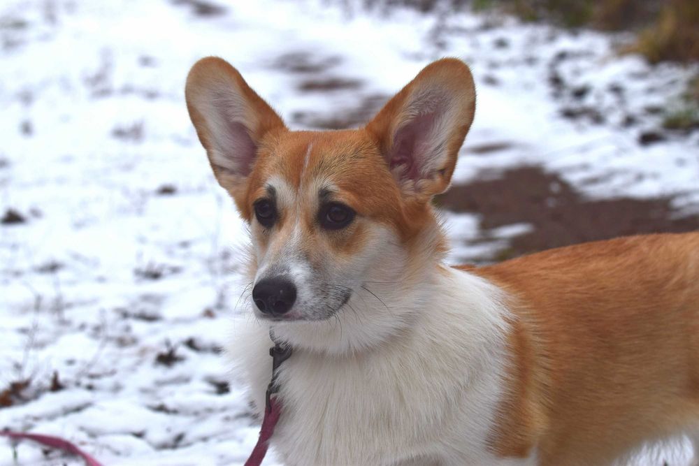 Цуценята вельш коргі пемброк