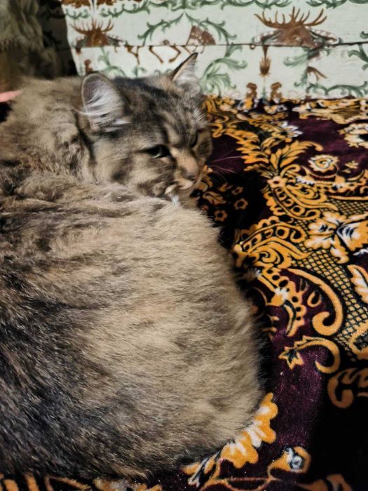 Віддам кішку в хороші руки