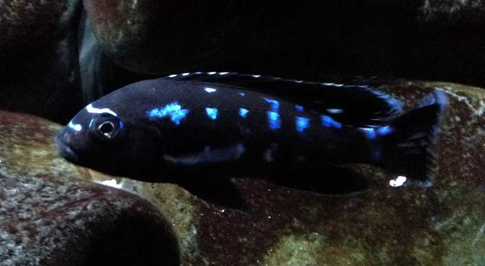 GB MALAWI Pyszczak Neon Spot - dowóz ryb!