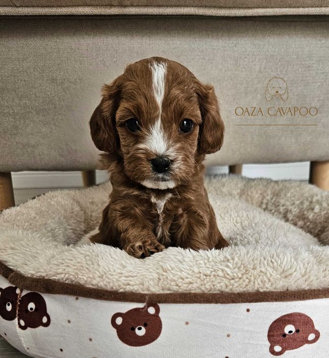 Cavapoo F1B Chłopiec