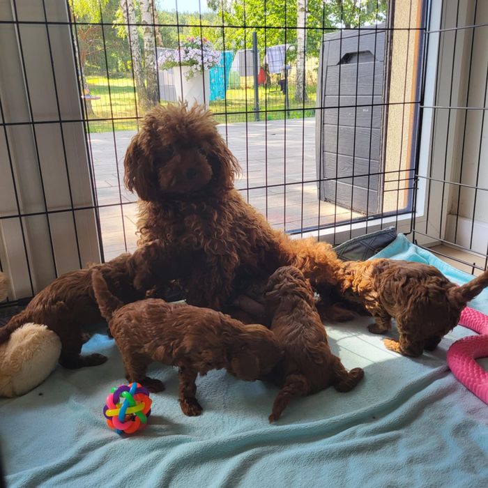 Pudel toy,red, szczenie