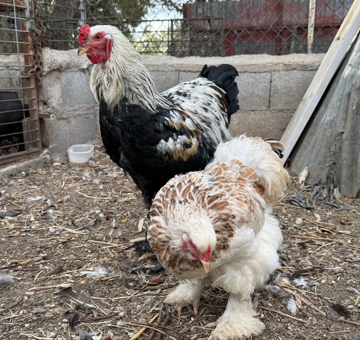 Ovos Férteis para Incubação de várias raças puras