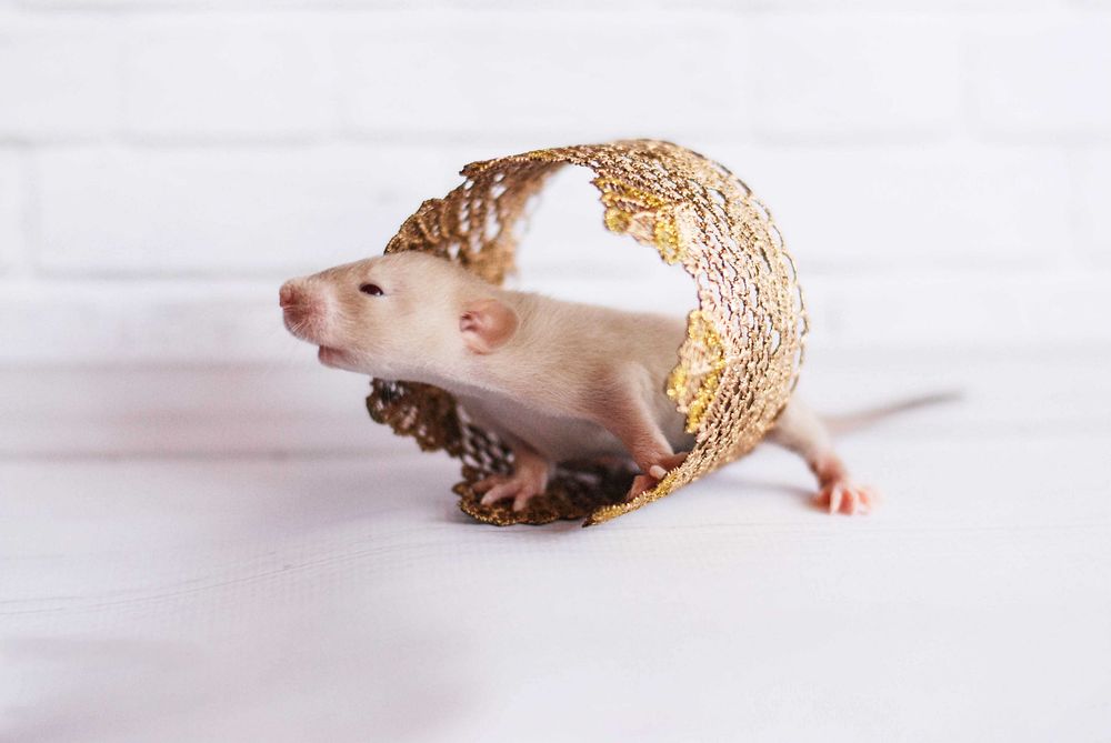 Красивейшие крысята из питомника