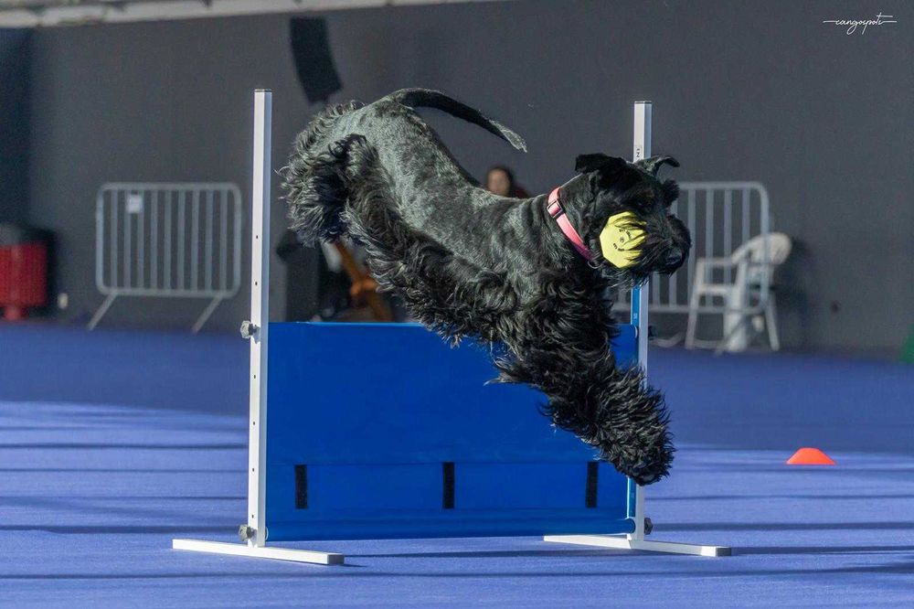 Macho Schnauzer Gigante Preto com LOP e Afixo