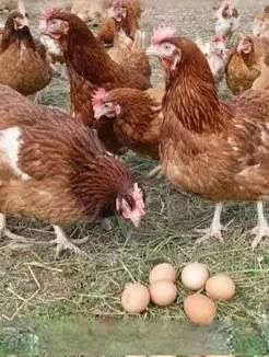 Продаю курей несушек