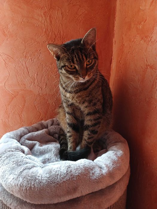 Lexi z Fundacji Miasto Kotów